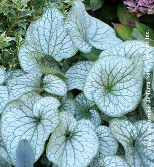 Brunnera 'Alexander's Great'