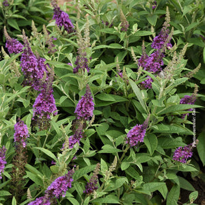 Buddleia 'Chrysalis™ Blue'