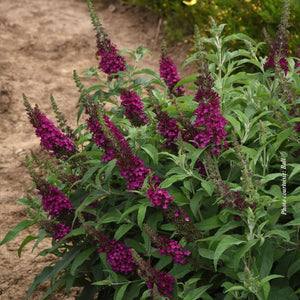 Buddleia davidii 'Chrysalis™ Cranberry'