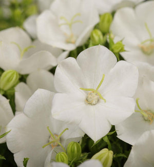 Campanula 'Rapido White'