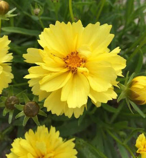 Coreopsis 'Leading Lady Charlize'