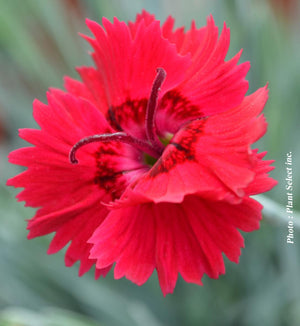 Dianthus Star Single™ 'Fire Star'