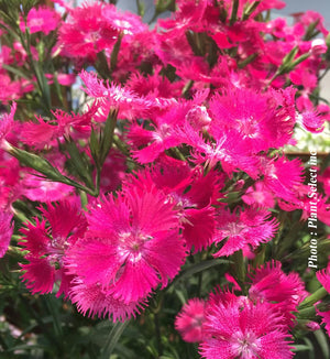 Dianthus Rockin™ Rose