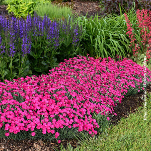 Dianthus 'Paint the Town Magenta'