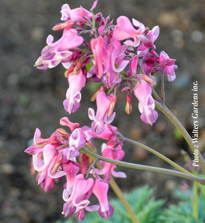 Dicentra 'Pink Diamonds'
