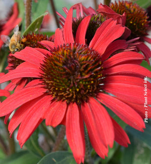 Echinacea Kismet® 'Red'