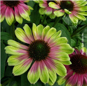 Echinacea 'Sweet Sandia'