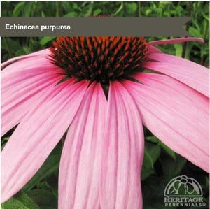 Echinacea purpurea