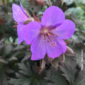 Geranium 'Boom Chocolatta'
