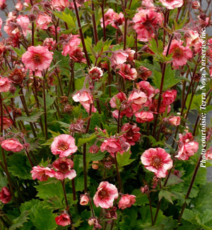 Geum Tempo™ 'Rose'