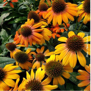 Echinacea Artisan™ 'Soft Orange'