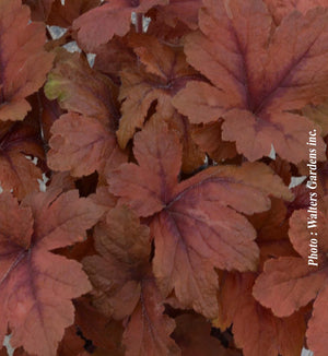 Heucherella 'Pumpkin Spice'