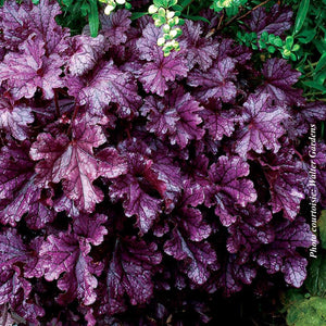 Heuchera Forever® 'Purple'