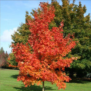 Acer saccharum 'Fall Fiesta'