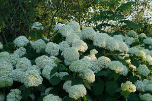 Hydrangea arborescens 'Incrediball®'