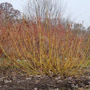 Cornus stolonifera Arctic Fire® Yellow