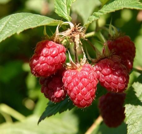 Raspberry Boyne (Red) - Organic