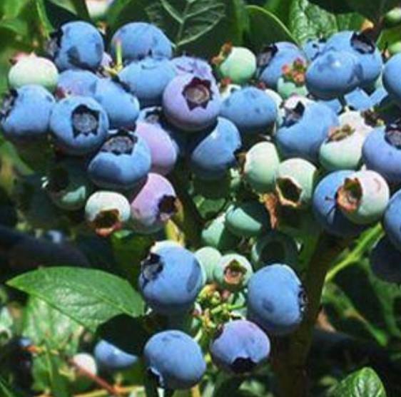 Blueberry 'Elliott' - Organic