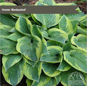 Hosta 'Bedazzled'