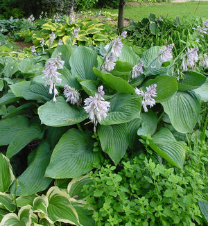 Hosta Shadowland® 'Empress Wu'