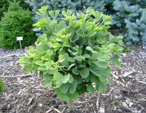 Ginkgo biloba 'Troll'