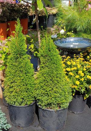Thuja occidentalis 'Emerald Petite'