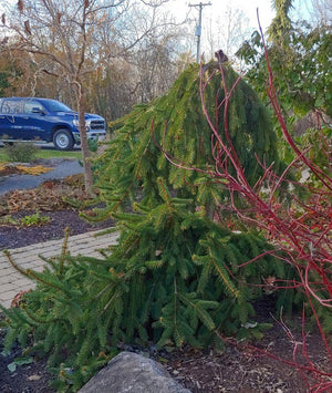 Picea abies 'Pendula'