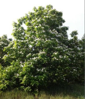Catalpa speciosa