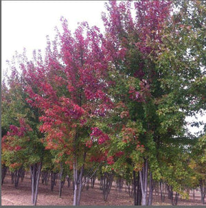 Acer x freemanii 'Autumn Blaze®'