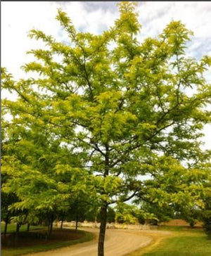 Gleditsia triacanthos 'Sunburst®'