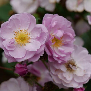 Rosa x 'Rise Up Lilac Days®'