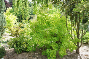 Cotinus coggygria 'Winecraft Gold®'