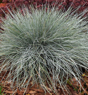 Festuca 'Beyond Blue'