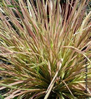 Deschampsia 'Northern Lights'