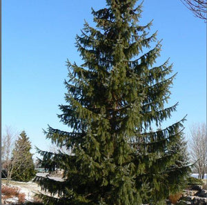 Picea omorika