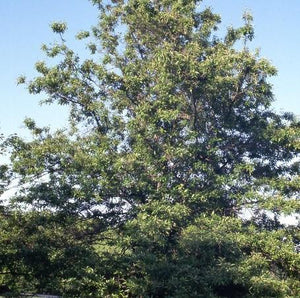 Quercus imbricaria