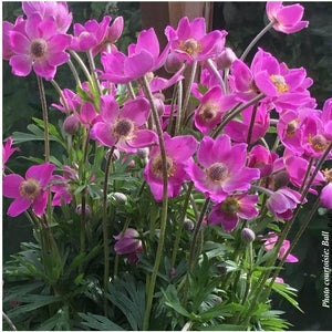 Anemone Spring Beauty™ Pink