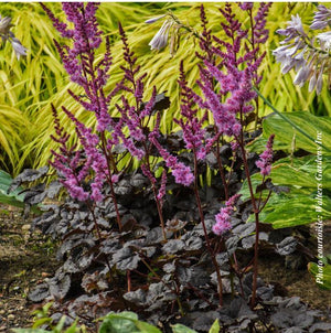 Astilbe 'Dark Side of the Moon'