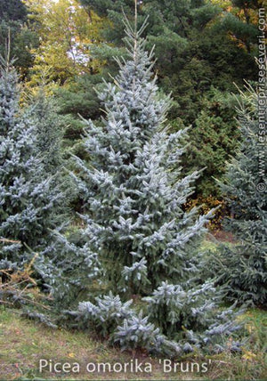 Picea omorika 'Bruns'