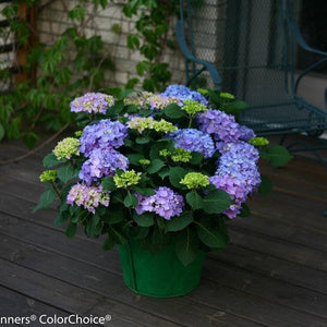 Hydrangea x Let's Dance® Rhythmic Blue®