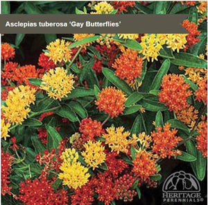 Asclepias 'Gay Butterflies'