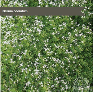 Galium odoratum