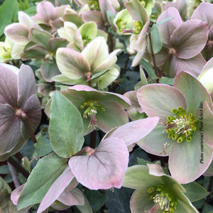 Helleborus 'Ivory Prince'
