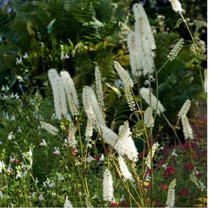 Cimicifuga 'White Pearl'