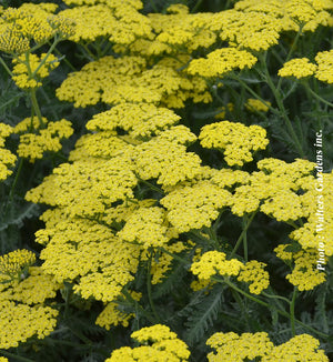 Achillea 'Sassy Summer Lemon'