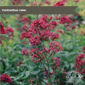 Centranthus ruber