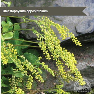 Chiastophyllum oppositifolium