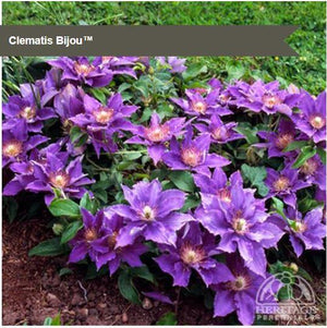 Clematis 'Bijou™'