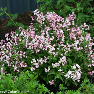 Deutzia Yuki Cherry Blossom®