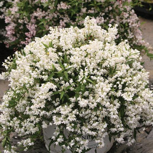 Deutzia Yuki Snowflake®